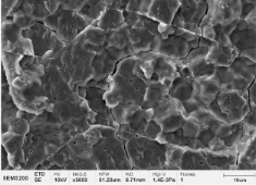 糯米淀粉颗粒-2