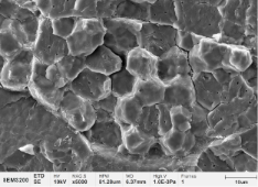 糯米淀粉颗粒-1